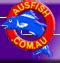 arrow fish|Australias Arrow Fish. Saratoga; the True Barramundi..